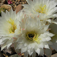 janetmcmillan avatar