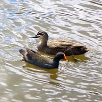 mary-taylor-3388630 avatar