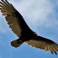 pamela.curtin.1 avatar