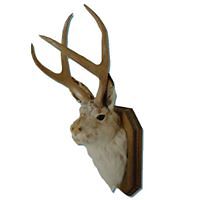 lori-wilson-982 avatar