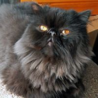 doug-g-thomas avatar