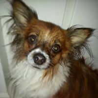 sonja-carroll-5 avatar