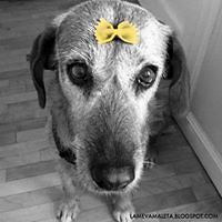 carme.salavillaplana avatar