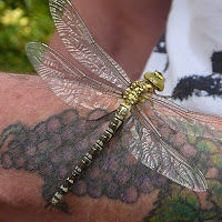 vincentsavage avatar