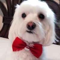 linda-vetricarmantesoroni avatar