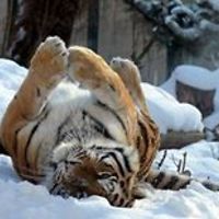 amanda.watson.7739 avatar