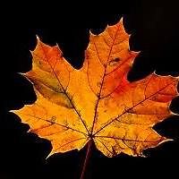 thevalueofsparrows avatar