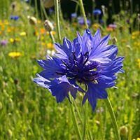 544b6842c34c5 avatar