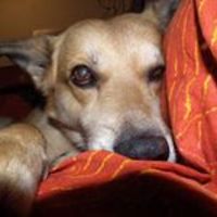 maurizio-bellelli-1 avatar