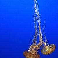 claudia.m.ruiz1 avatar