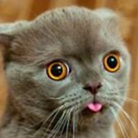 cathy.thomas.507679 avatar