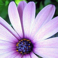 kathleenrichwell avatar