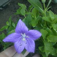 kathleen.d.king avatar