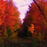 betsycostello avatar