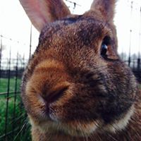 TheCerebralCortex avatar