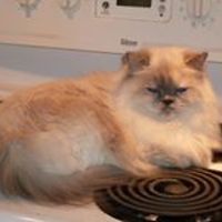 gracieuse.ferland avatar