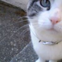 grace-harris-9693 avatar