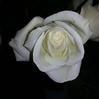 brenda.lamphere1 avatar