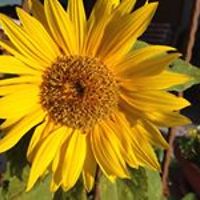 lujana.mojsovski avatar