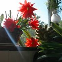 ishbel.inglis avatar