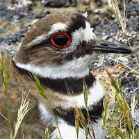 devinhawthorne avatar