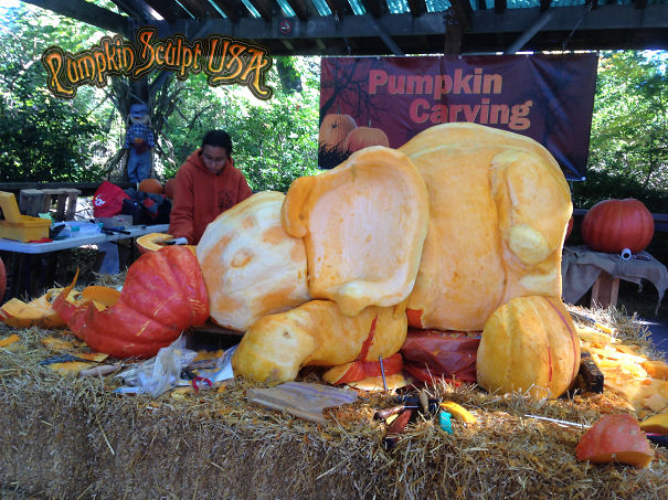 900lb Pumpkin Carving Raises Awareness Of Elephant Killings