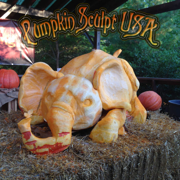 900lb Pumpkin Carving Raises Awareness Of Elephant Killings 900lb Pumpkin Carving Raises Awareness Of Elephant Killings