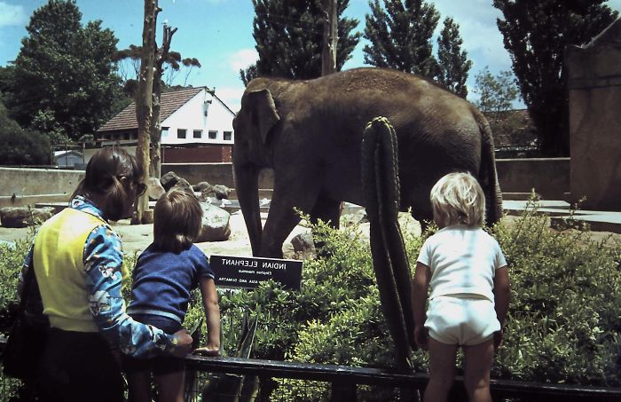 Indian Elephant, Melbourne Zoo