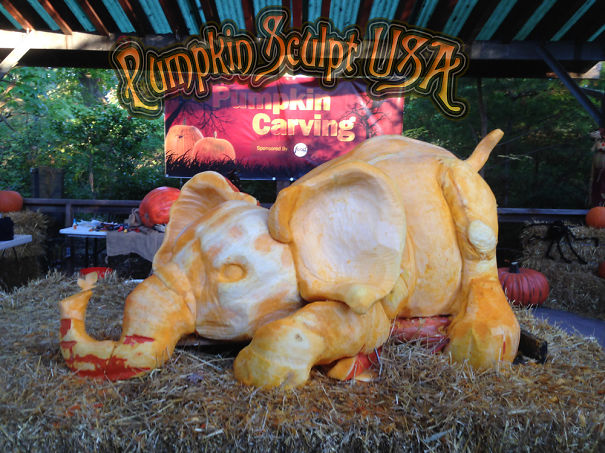 900lb Pumpkin Carving Raises Awareness Of Elephant Killings