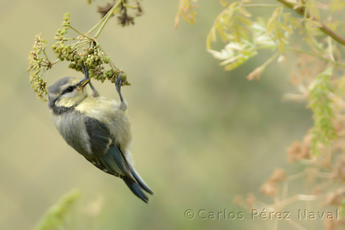 9 Year-Old Spanish Boy Becomes Young Wildlife Photographer Of The Year