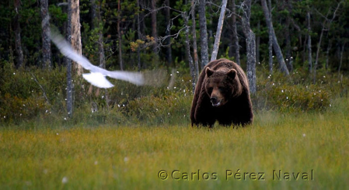 9 Year-Old Spanish Boy Becomes Young Wildlife Photographer Of The Year