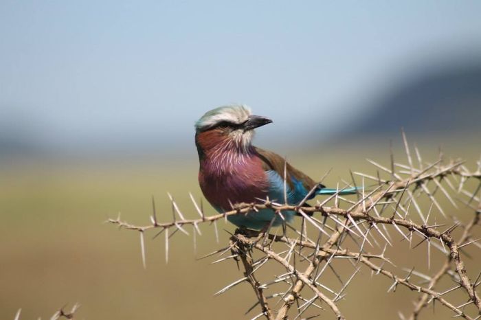 Lilac Breasted Roller