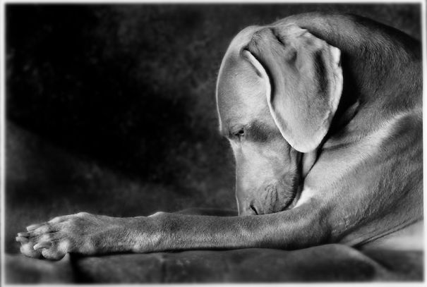 A Wish For Cute And Adorable Animals A Wish For Cute And Adorable Animals