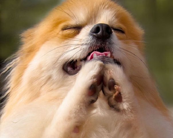 A Wish For Cute And Adorable Animals A Wish For Cute And Adorable Animals