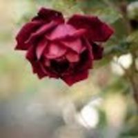 emmlee_redhead avatar