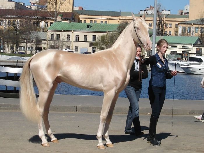 Akhal Teke Horse Breed