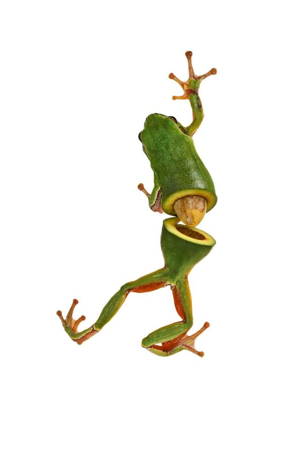 Animal Food: My Series Of Animals Crossed With Fruits And Vegetables