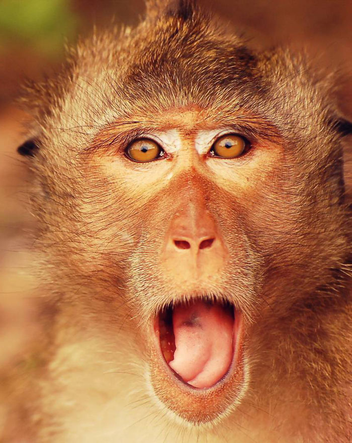 Shocked Monkey
