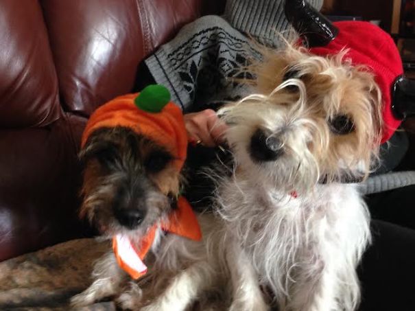 Viking Dog And His Carrot Top Sidekick