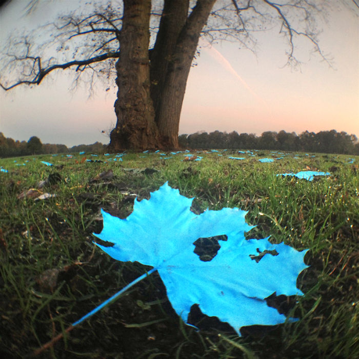 Someone Painted The Leaves Of This Maple In Hamburg And It Looks Beautiful