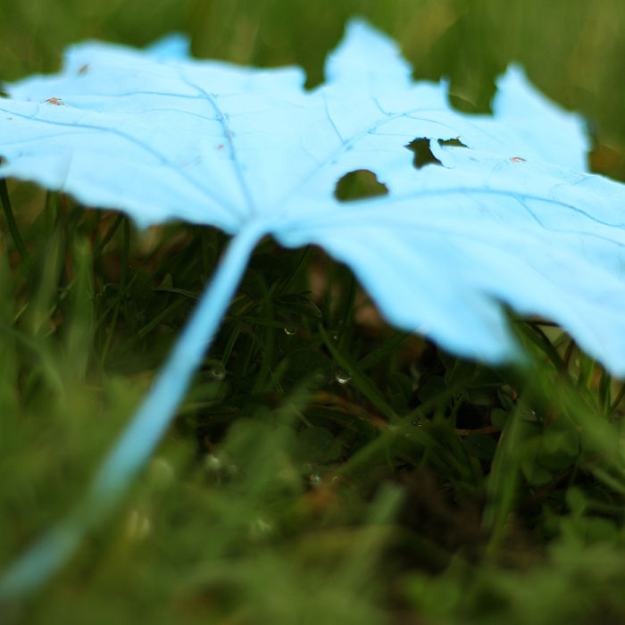 Someone Painted The Leaves Of This Maple In Hamburg And It Looks Beautiful