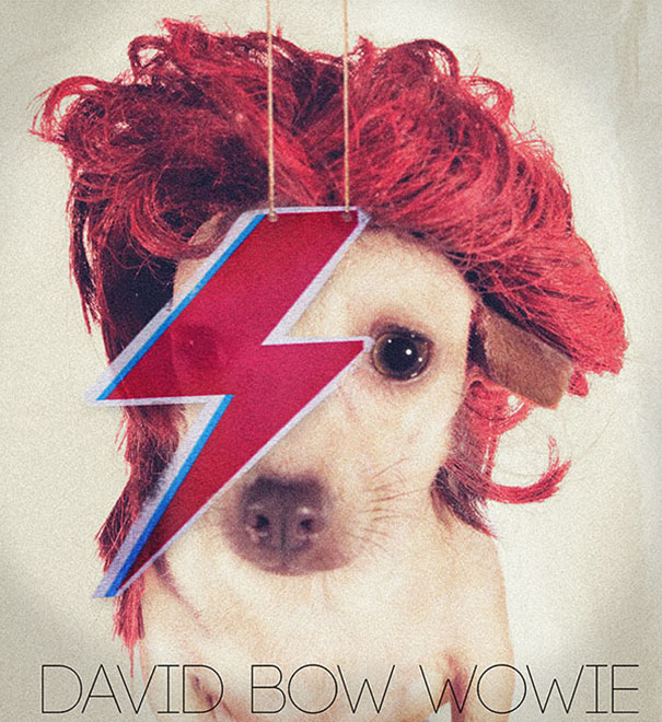 David Bow Wowie