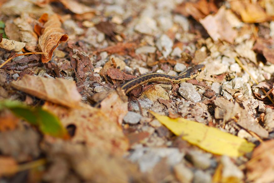 Small Garter Snake At Cincinnati Nature Center In Ohio