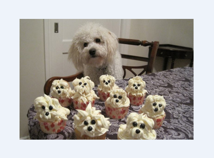 Bichon Looks Like Cupcakes