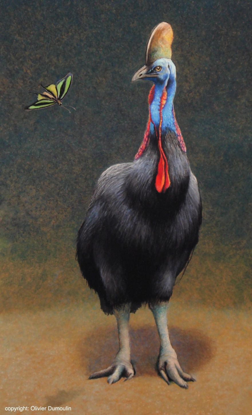 Cassowary