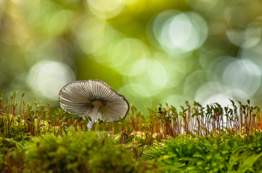 Transparency...mushroom In The Morning Light