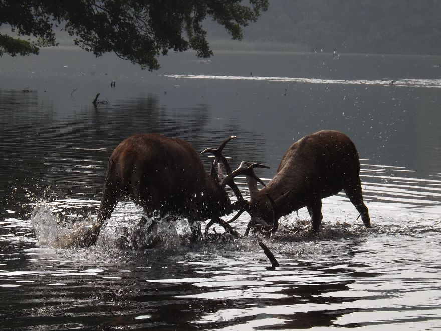 Rutting Stags, Wollaton Park Nottingham.