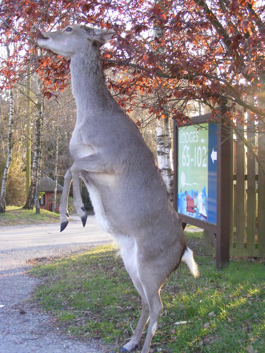 Tree Deer
