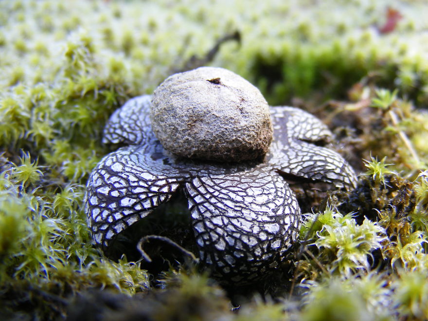 Astraeus Hygrometricus