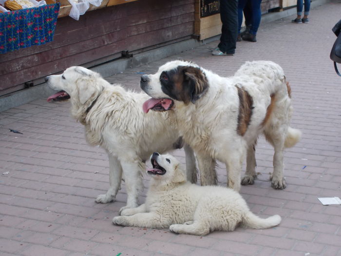 Polish Mountain Dogs